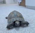 Spur Thighed : Male approx 65/70+ years old (Samson)